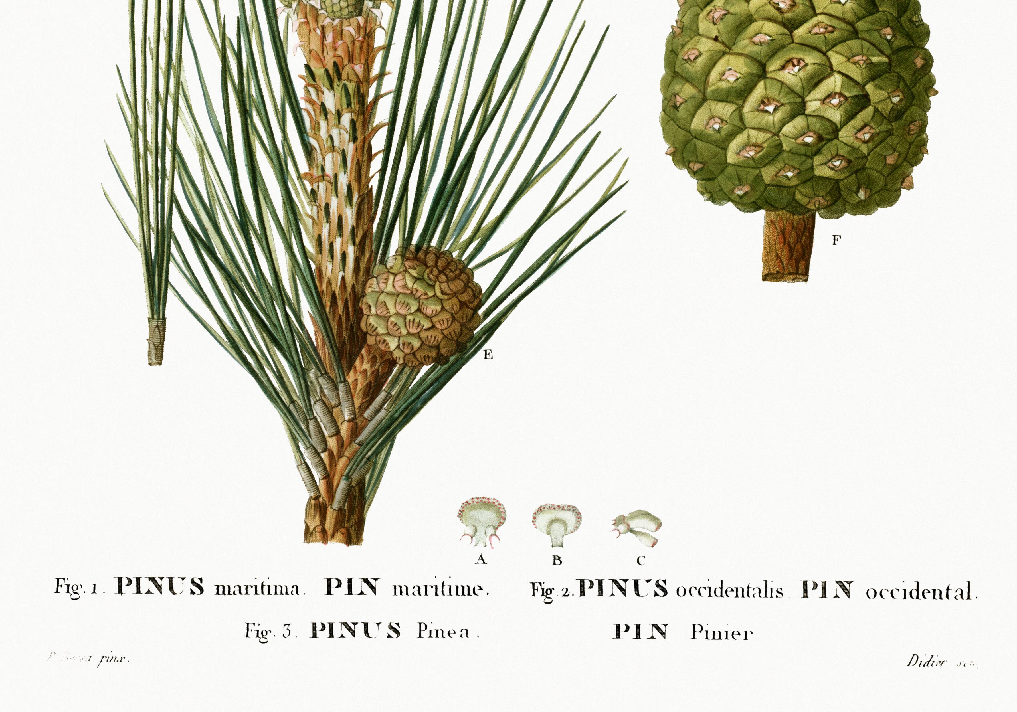 Botanical poster on the maritime pine, after an old engraving from 1802