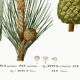 Botanical poster on the maritime pine, after an old engraving from 1802