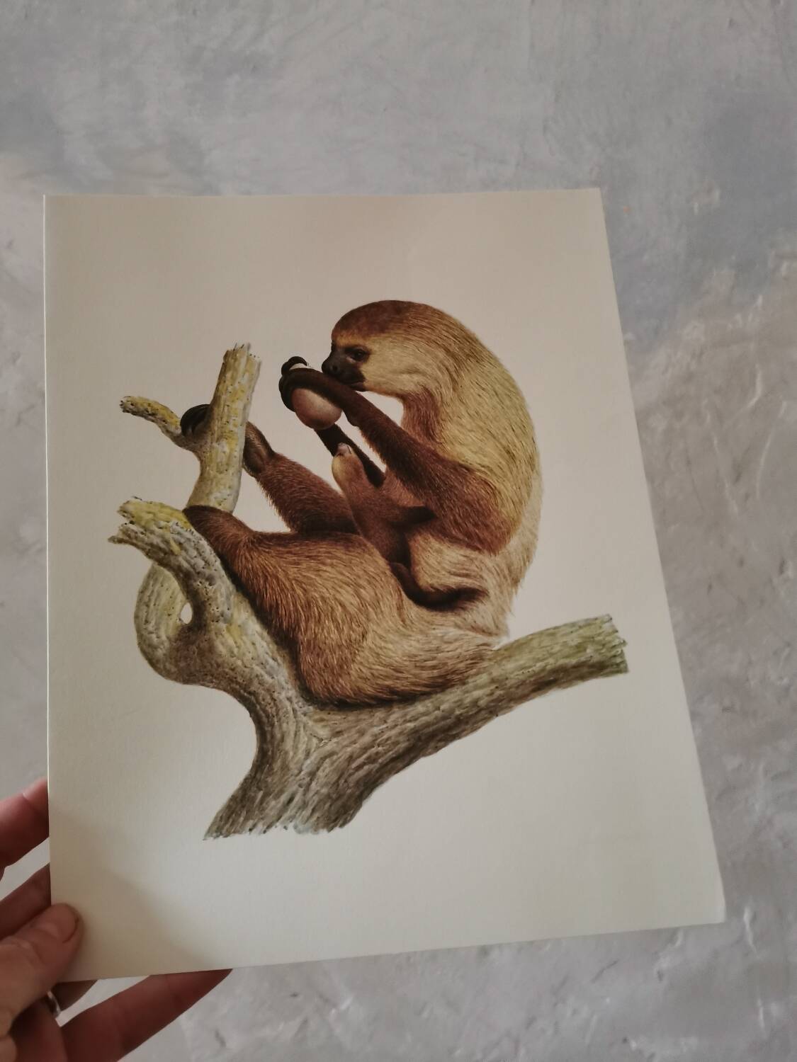 Old zoological plate