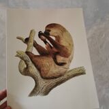 Old zoological plate