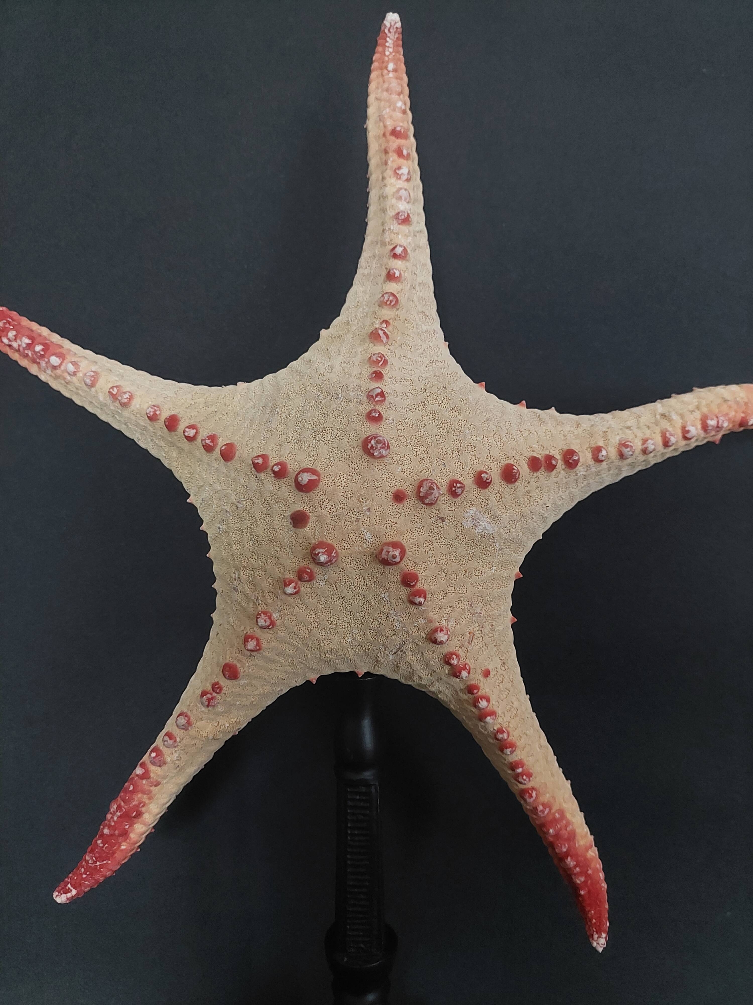 Cabinet of Curiosities starfish poraster superbus on base