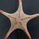 Cabinet of Curiosities starfish poraster superbus on base