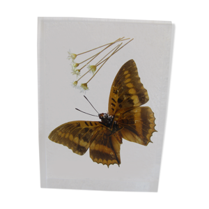 papillon en inclusion