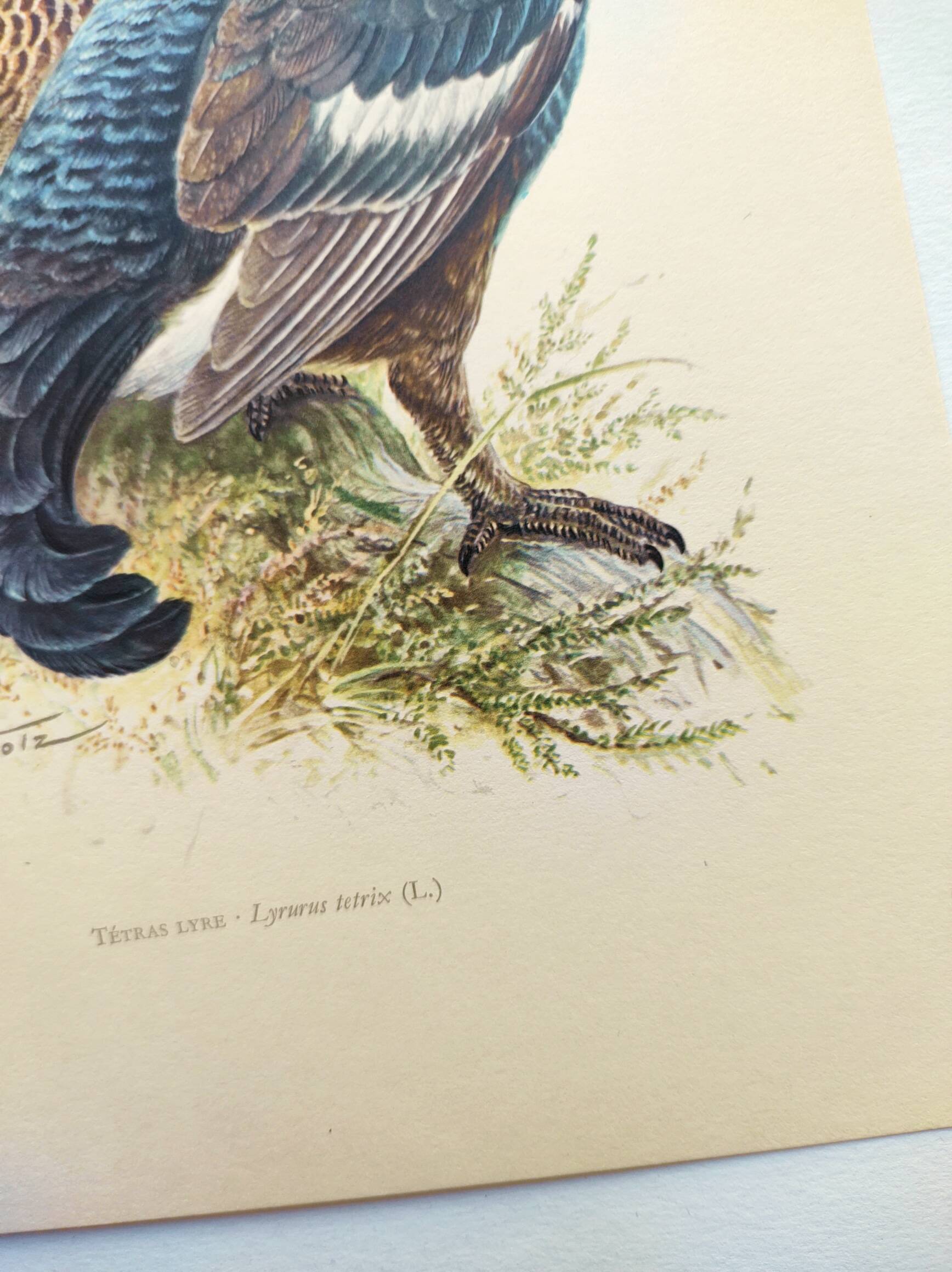 Old bird plate from the 1960s - Black Grouse - Vintage zoological illustration