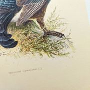 Old bird plate from the 1960s - Black Grouse - Vintage zoological illustration