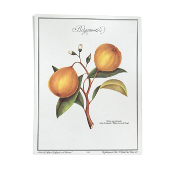 Planche botanique le Bergamotier