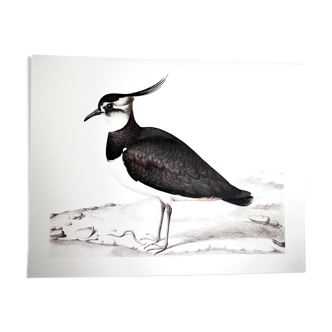 Planche ornithologique Le Vanneau huppé
