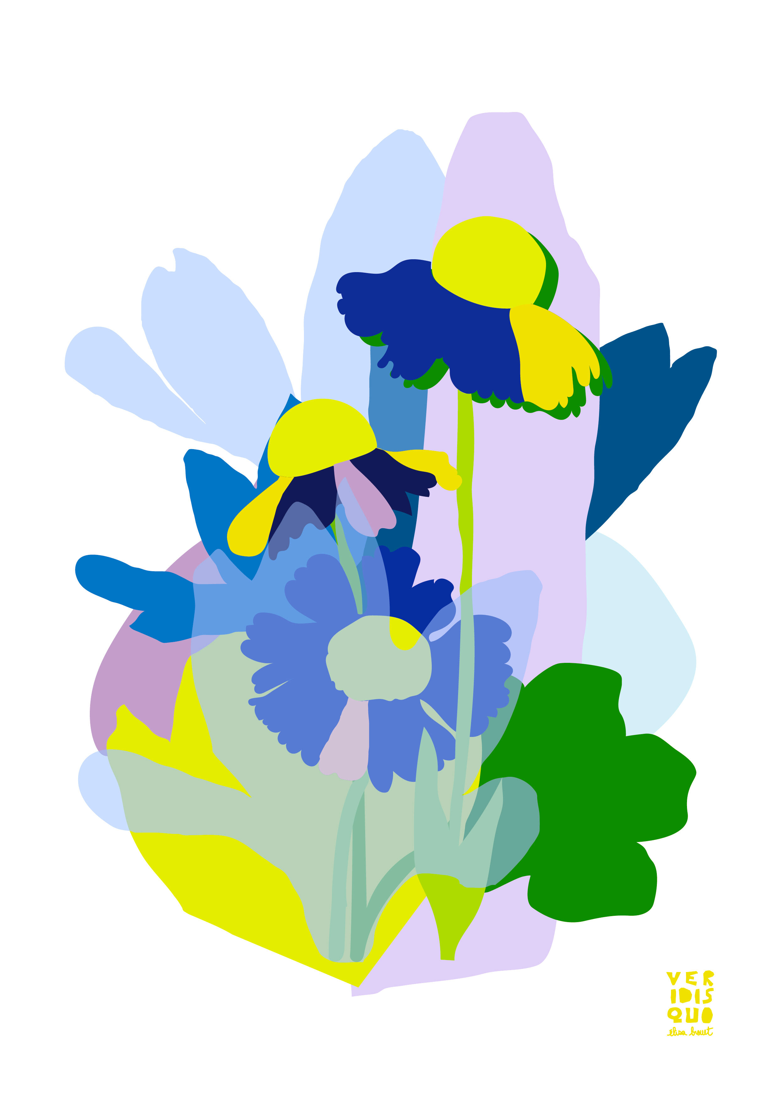 African daisy - limited edition illustration, a4 format (veridis quo, elisa brouet)