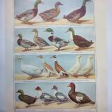 Old engraving from 1920 - Ducks - Original plate - by A. Millot