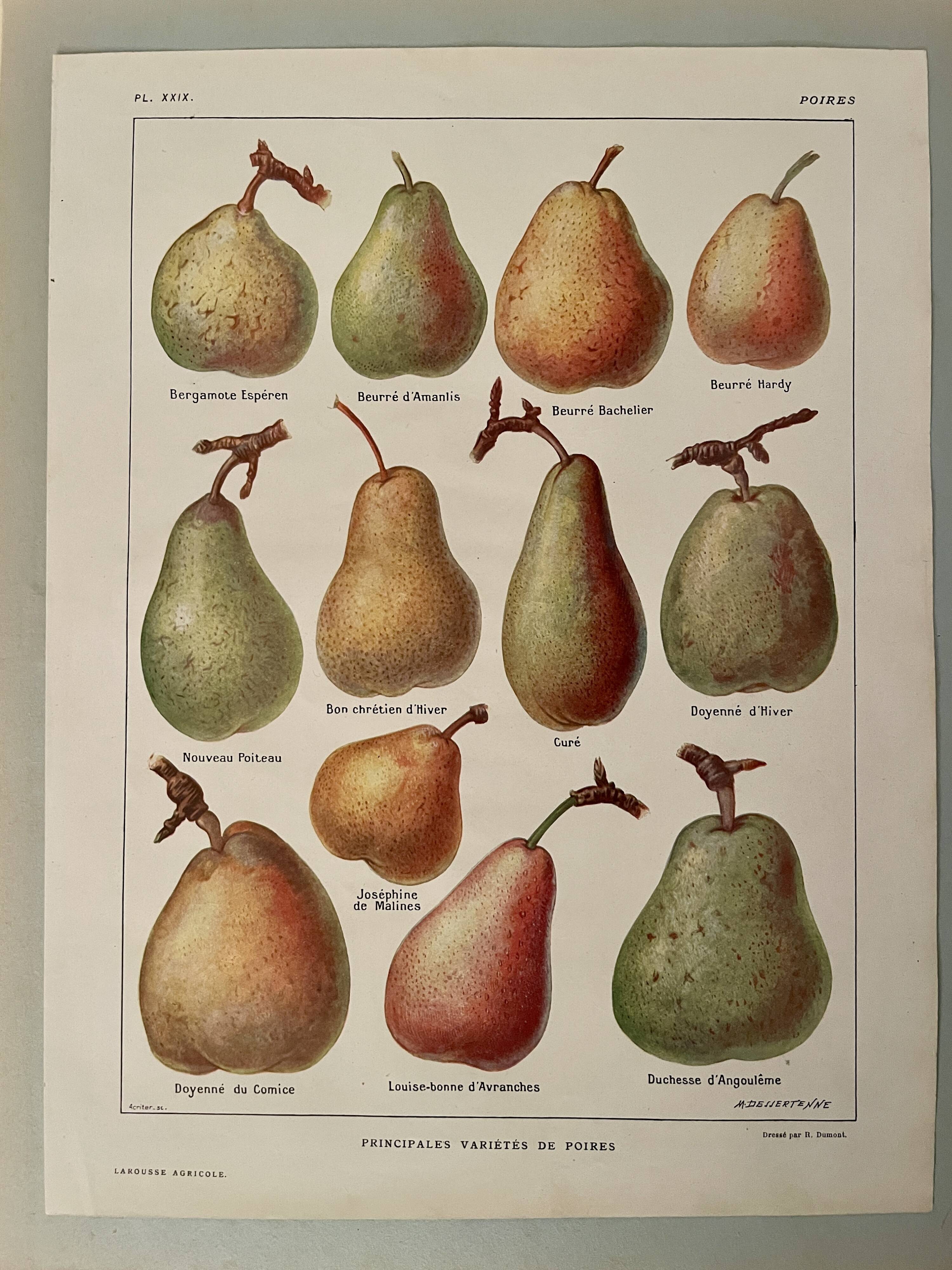 Illustrated plate on pears - 1920