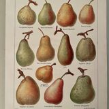 Illustrated plate on pears - 1920