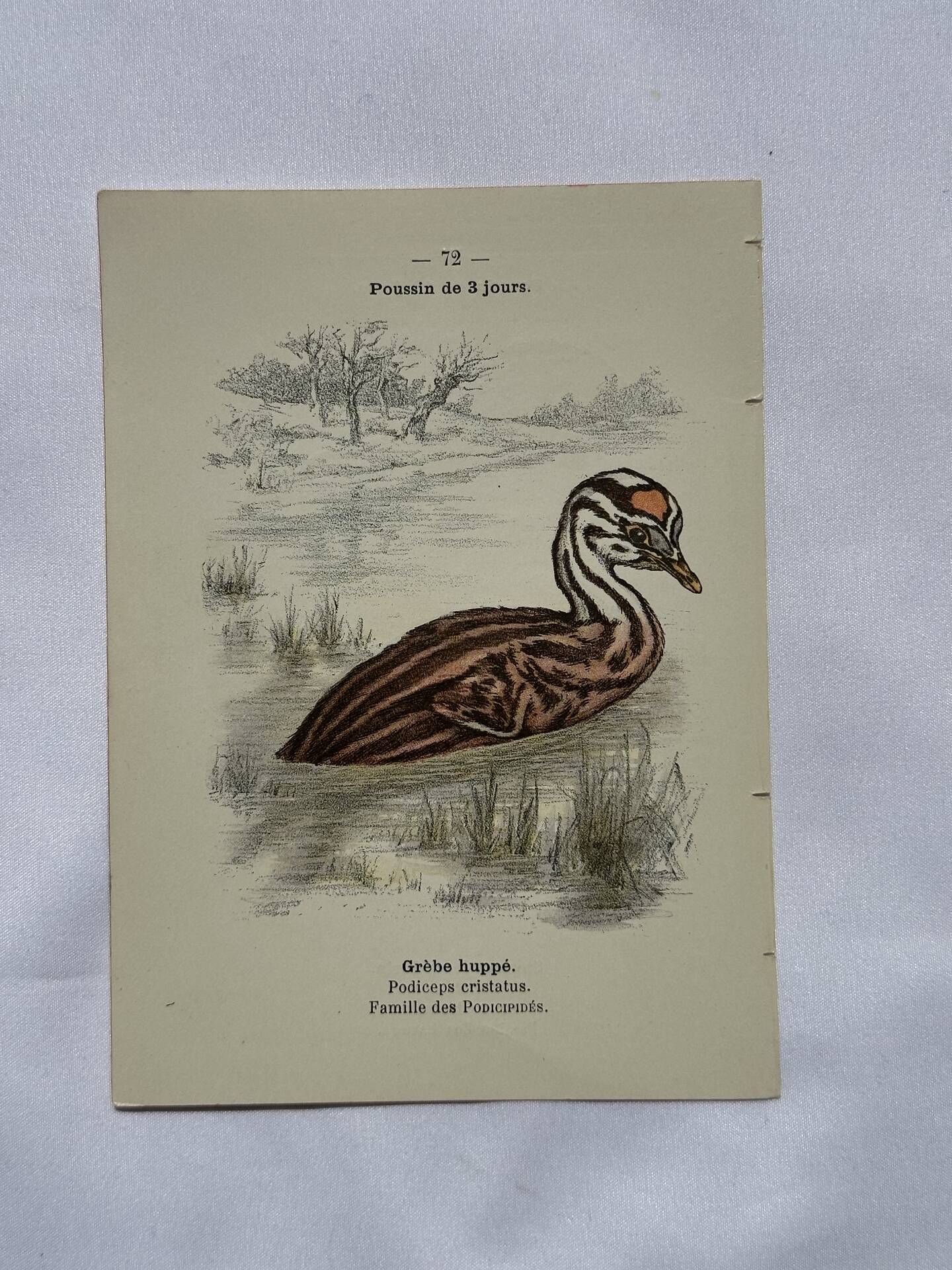 🐦 Botanical Plate Engraving of Birds Naturalist 19th Century Double-Sided A