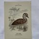 🐦 Botanical Plate Engraving of Birds Naturalist 19th Century Double-Sided A