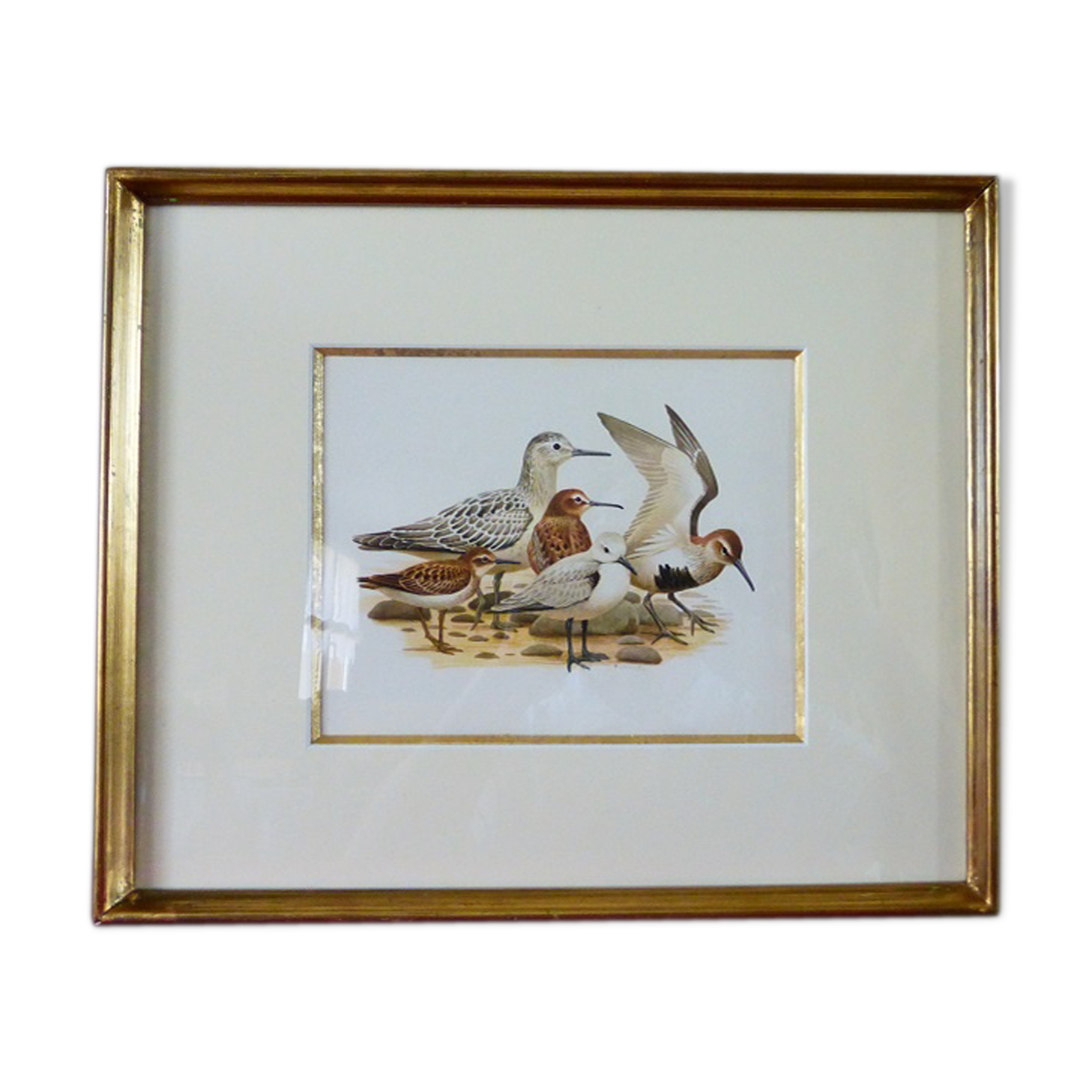 Birds - collection Hepatior N ° 28