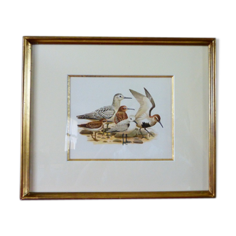 Birds - collection Hepatior N ° 28