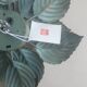 Masca ceiling / wall light
