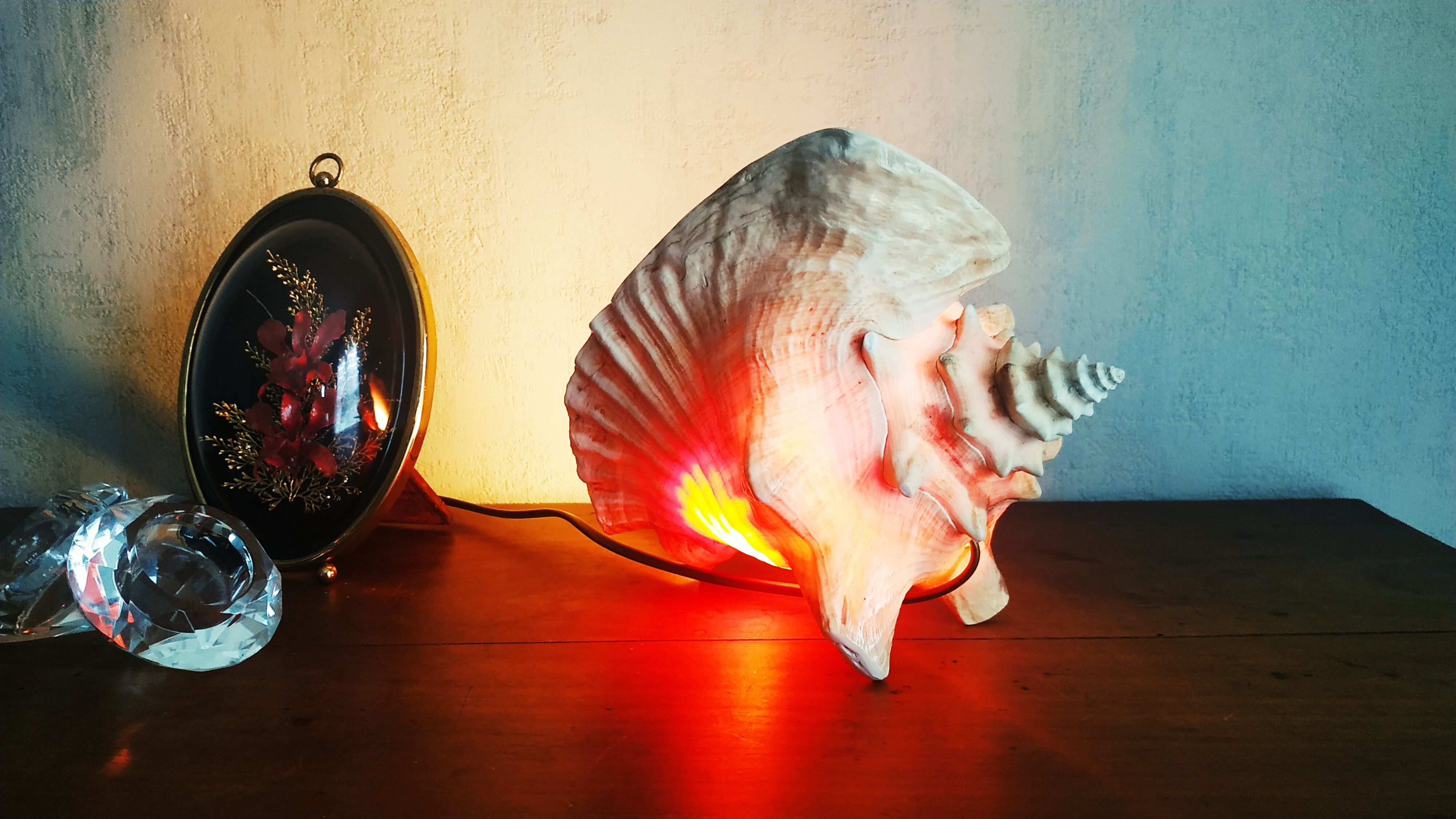Natural seashell lamp