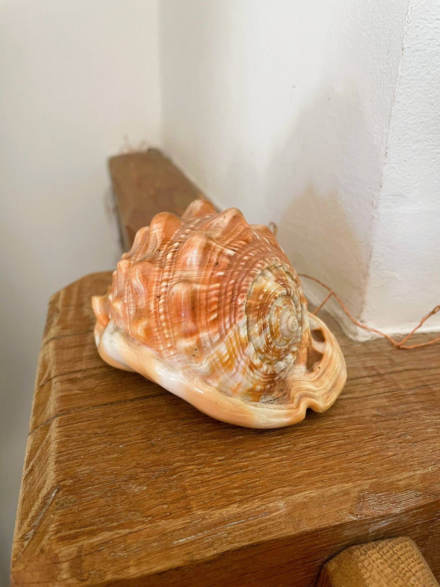 Great shell (Cypraecassis rufa)