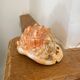 Great shell (Cypraecassis rufa)