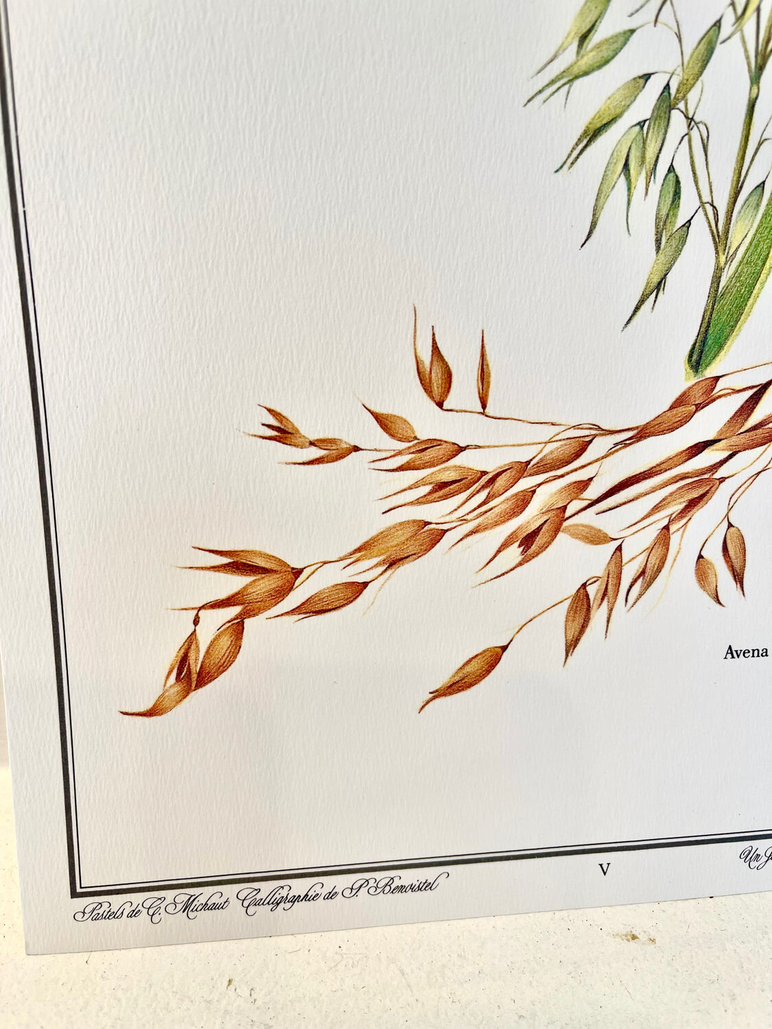 Botanical plate – Oat – Louis Pariente, 1986
