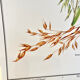 Botanical plate – Oat – Louis Pariente, 1986