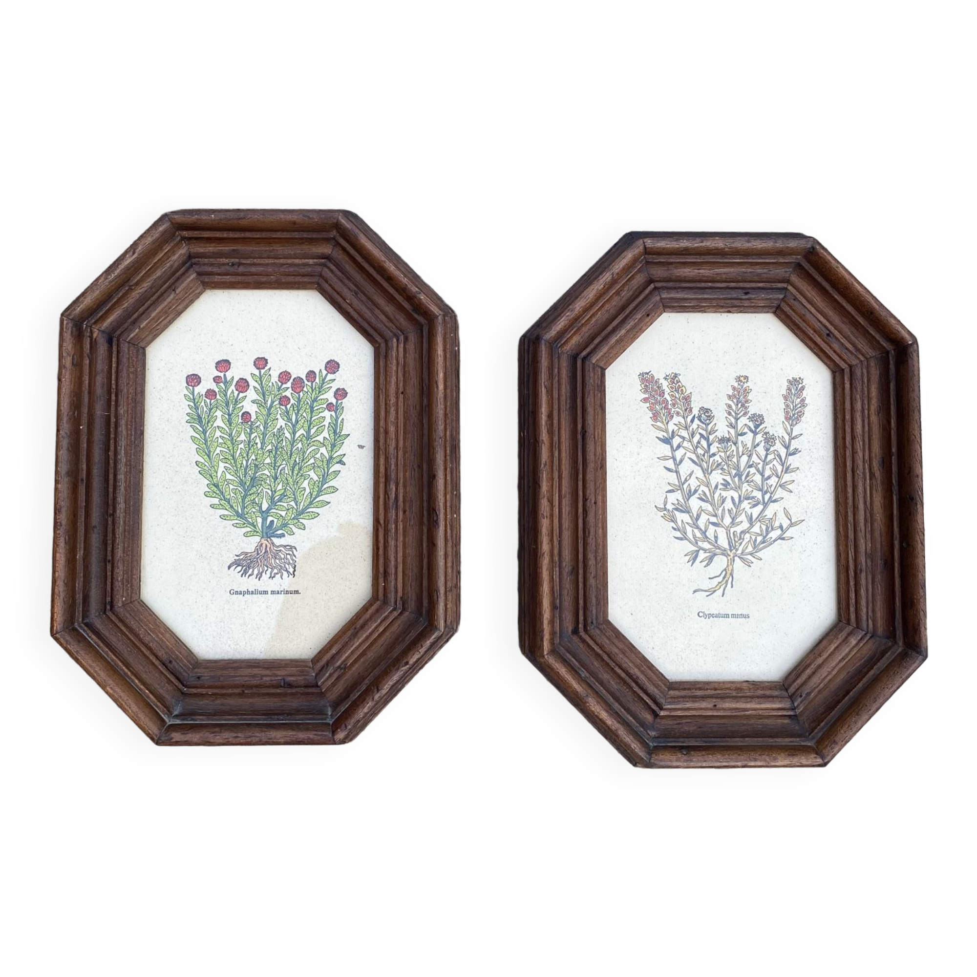 Duo botanical boards