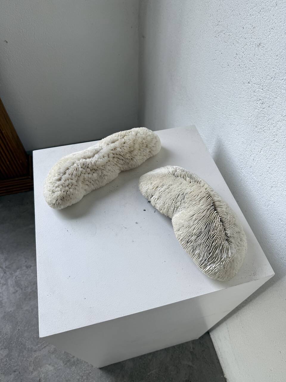 Pair of Fungia "shark cushion" corals