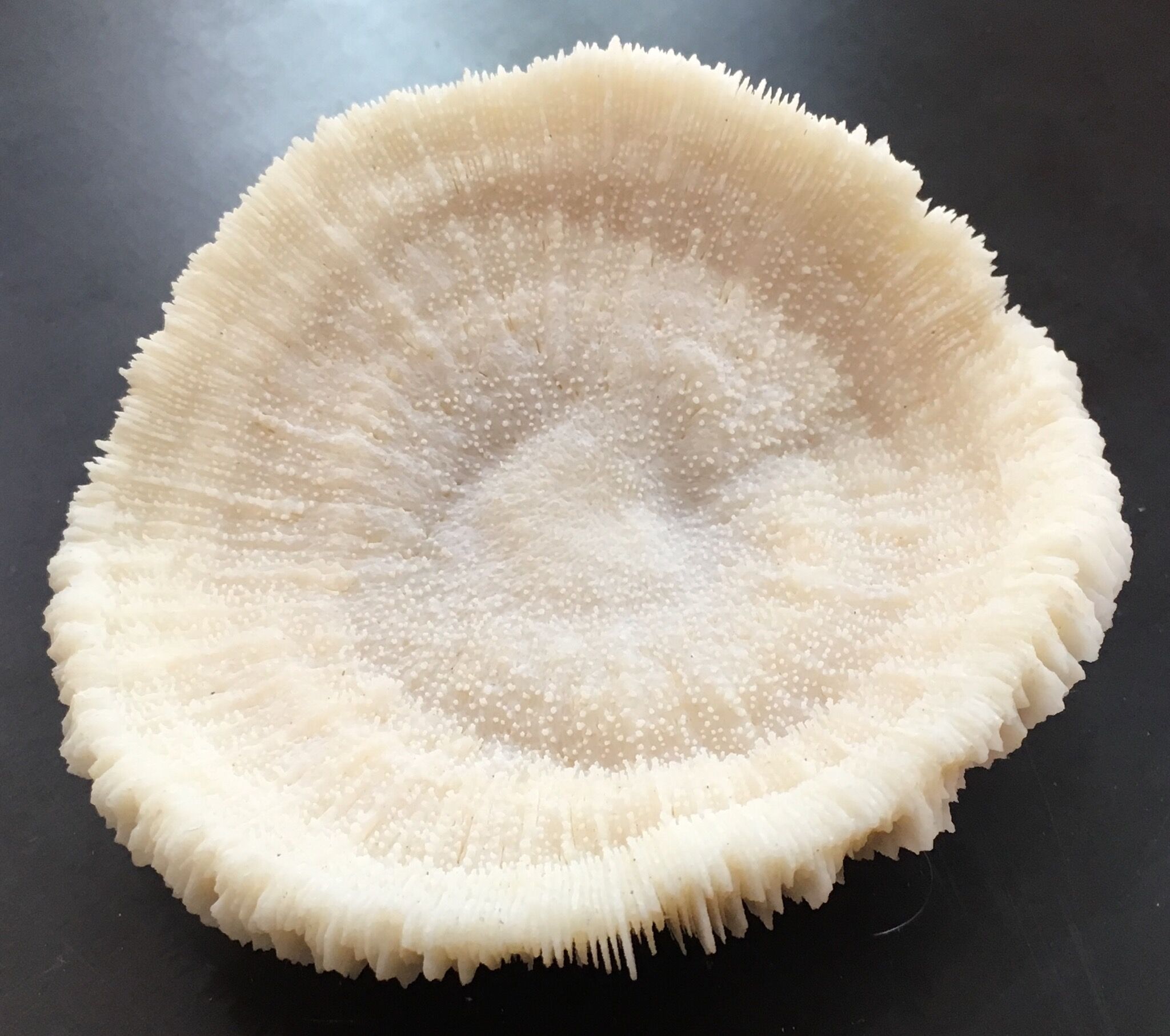 Coral