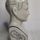 Phrenology bust after d'après L.N. Fowler
