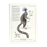 Chimera lithograph engraving animal - the marmoset