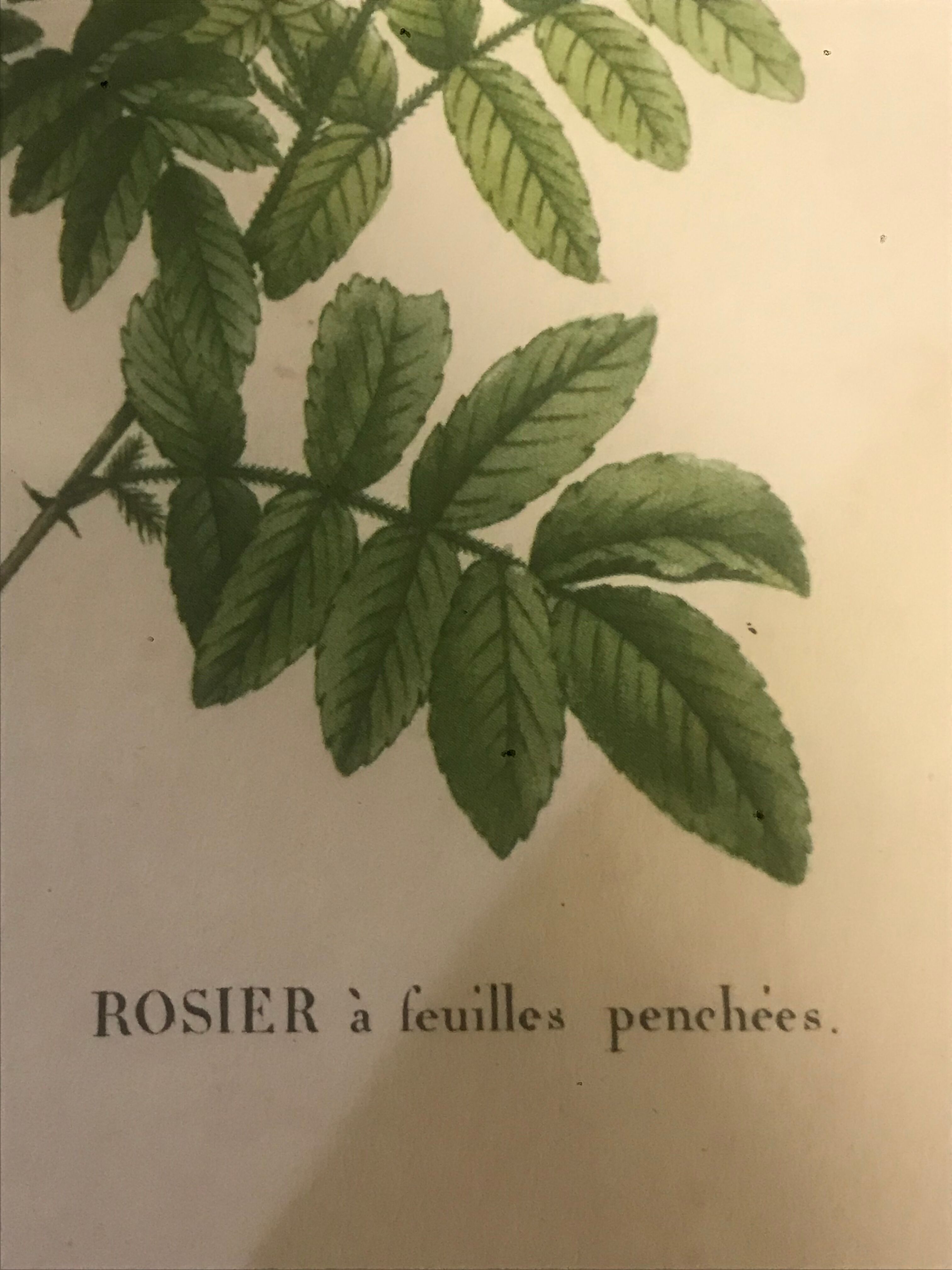 Botanical illustration