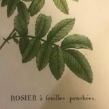 Botanical illustration