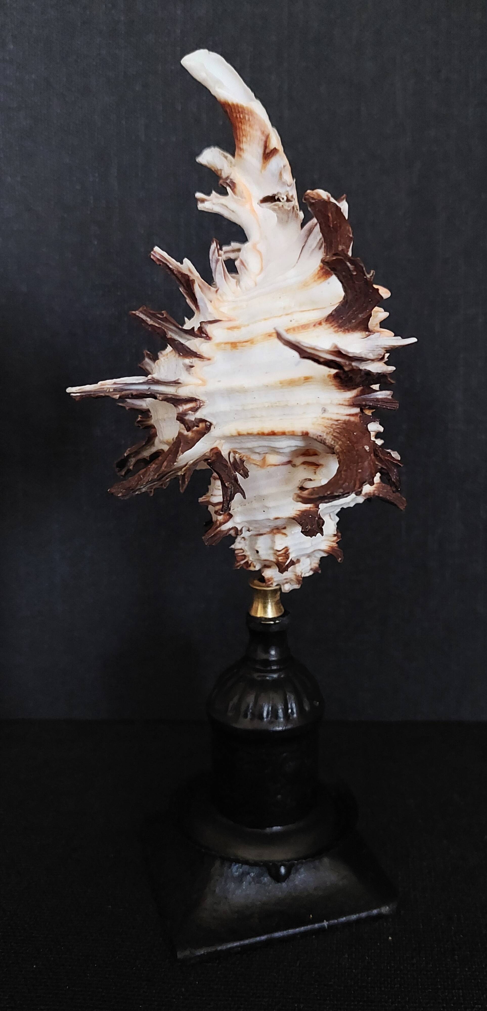 Cabinet of Curiosities hexaplex cichoreum shell on base