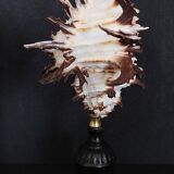 Cabinet of Curiosities hexaplex cichoreum shell on base