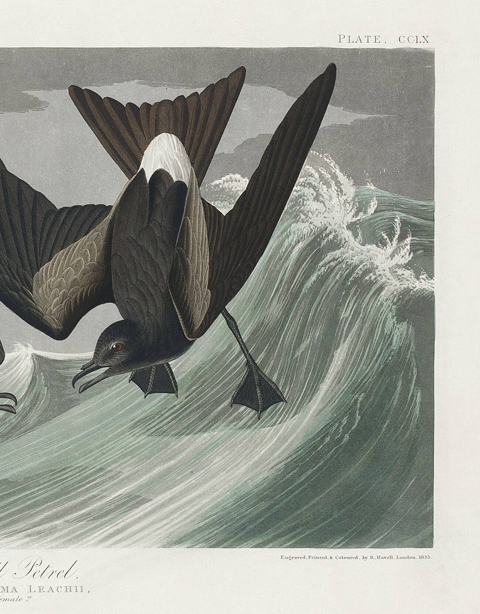 Poster about Leach's Oceanite, based on an old engraving from 1827.
