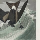 Poster about Leach's Oceanite, based on an old engraving from 1827.