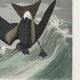 Poster about Leach's Oceanite, based on an old engraving from 1827.