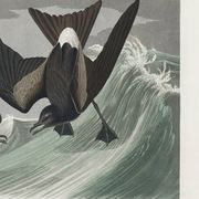 Poster about Leach's Oceanite, based on an old engraving from 1827.