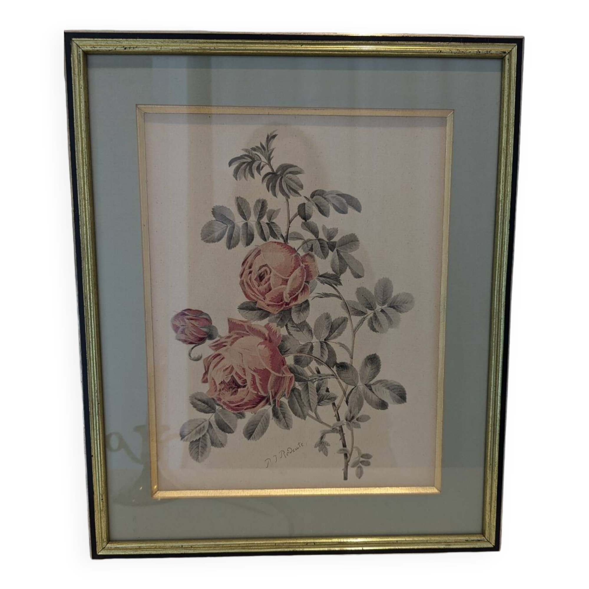 Botanical plate PJ Redouté