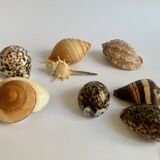 Collection de coquillages exotiques