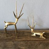 Two golden animal subjects