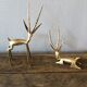 Two golden animal subjects