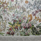 Engraving • Flowers and greenhouse plants • Original lithograph from 1898