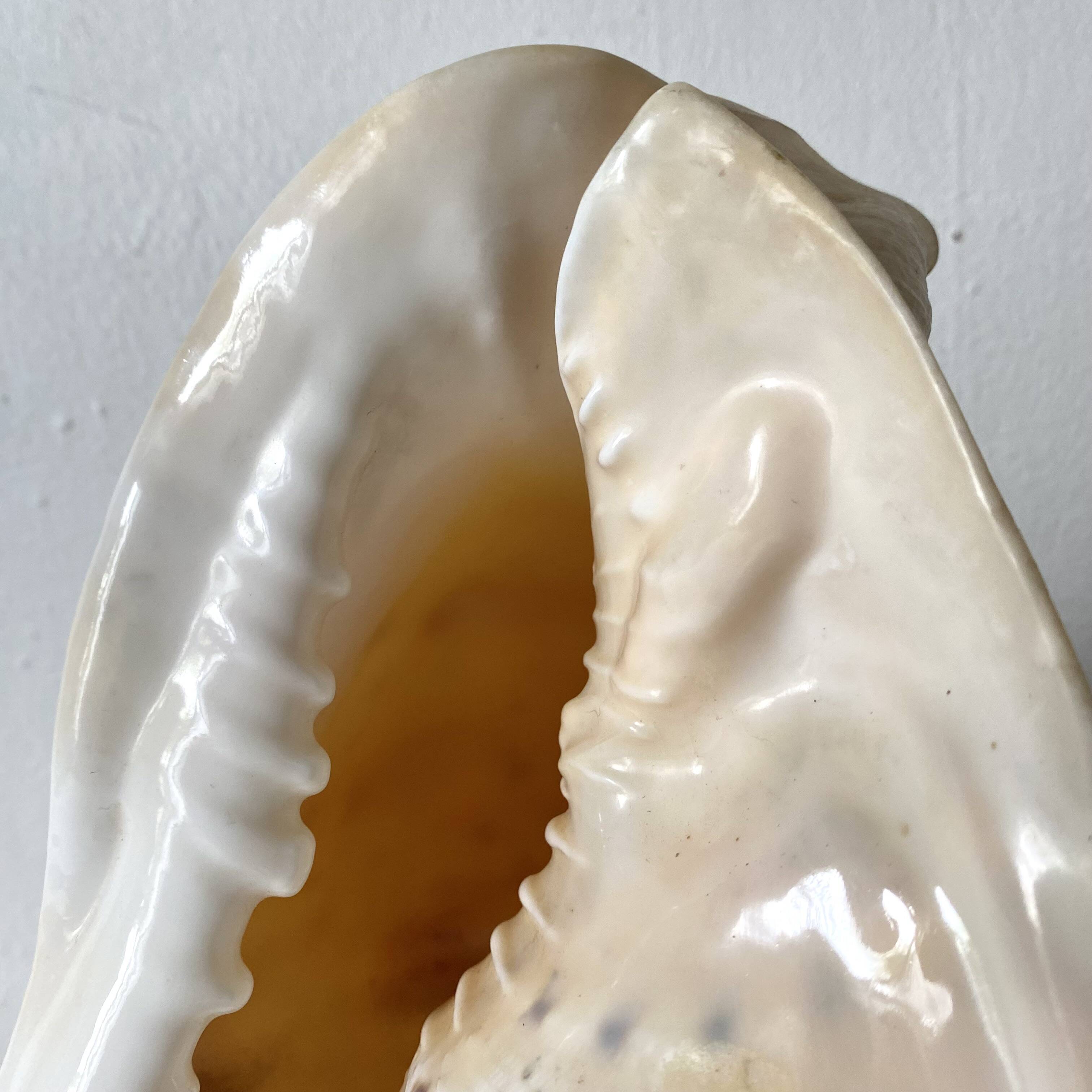 Lampe veilleuse en coquillage casque royal Tahiti