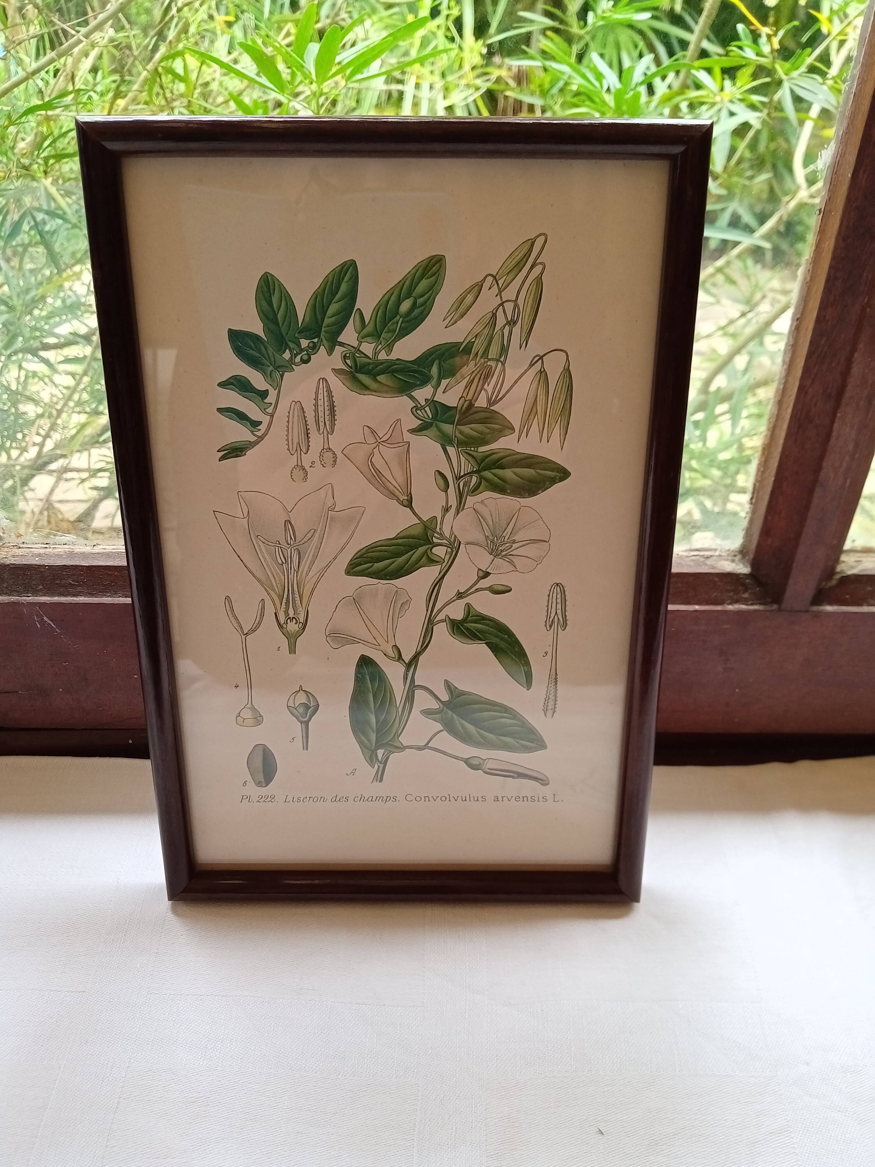 Botanical board