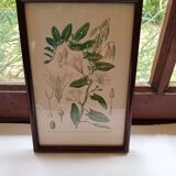 Botanical board