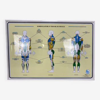 Educational poster anatomy muscles Fitnus Chart Series by Bruce Algra 1988