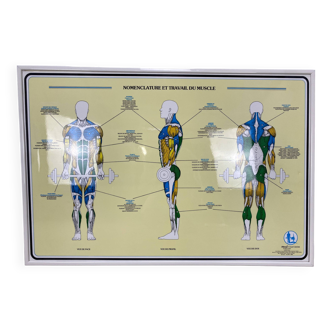 Educational poster anatomy muscles Fitnus Chart Series by Bruce Algra 1988