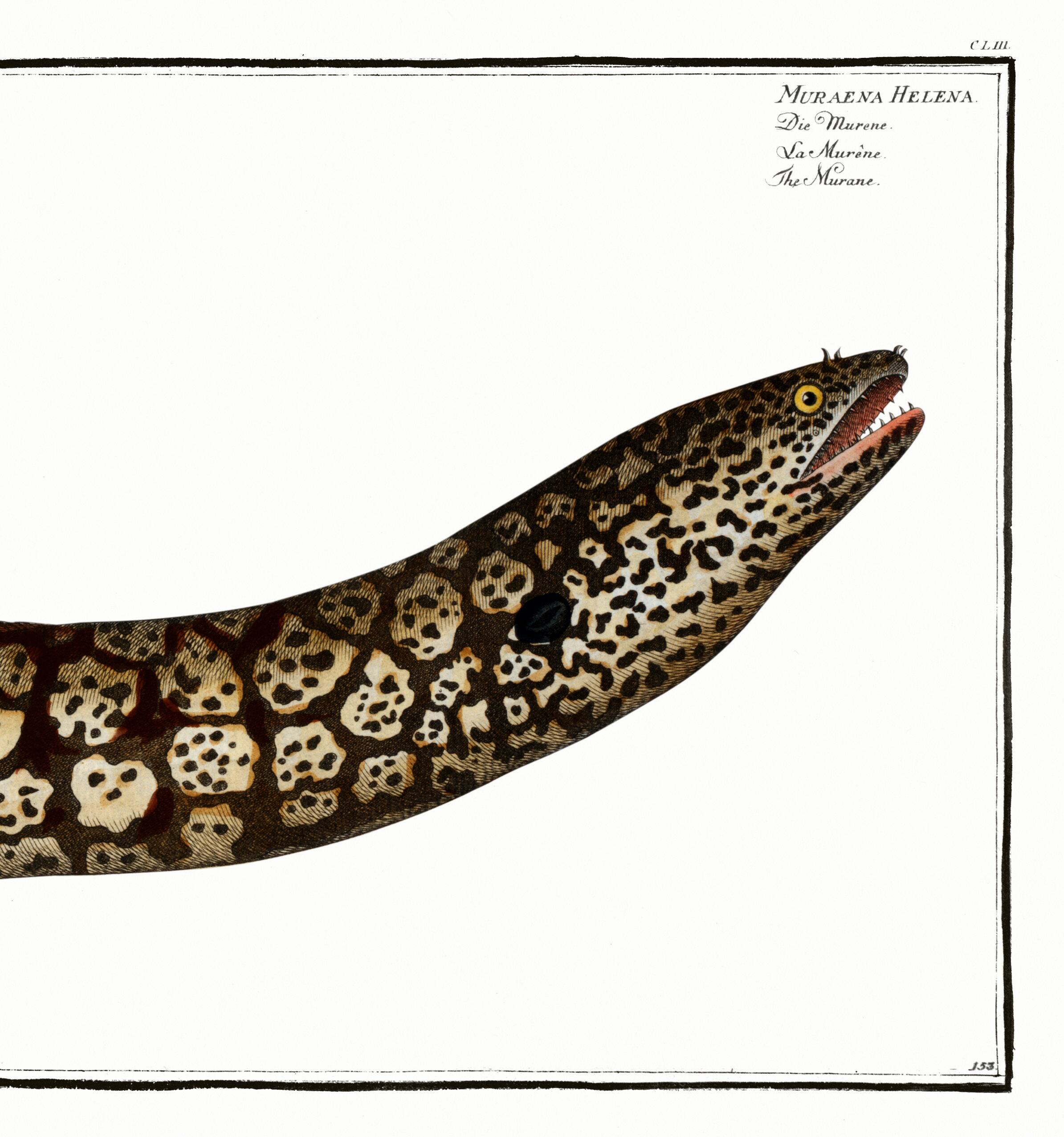 Poster about the moray eel, based on an old engraving from 1746.