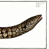 Poster about the moray eel, based on an old engraving from 1746.
